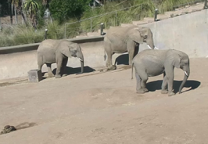 Слоны в зоопарке Сан-Диего в Калифорнии