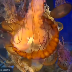 Медузы в Тихоокеанском Аквариуме в городе Лонг-Бич