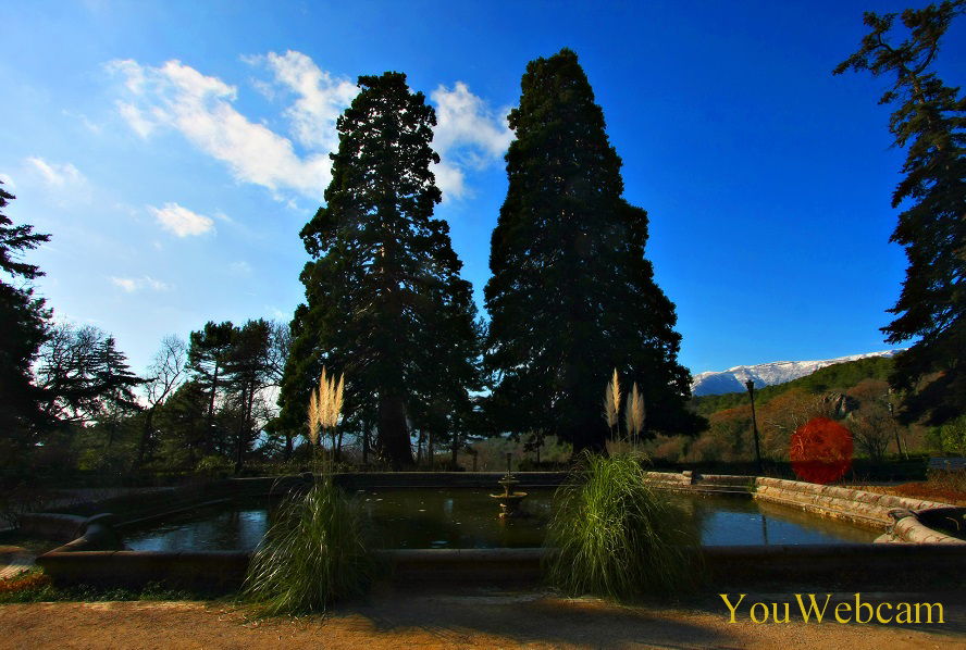 Два больших высоких дерева на территории парка Массандровского дворца