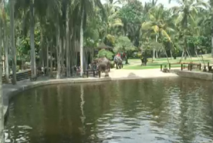Парк слонов на Бали в Индонезии