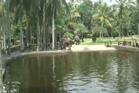 Веб камера Индонезия, Бали, Парк слонов, бассейн для слонов