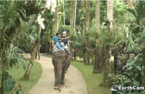 Парк Слонов на острове Бали в Индонезии