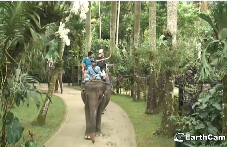 Веб камера Индонезия, Бали, Парк Слонов (Elephant Safari Park)