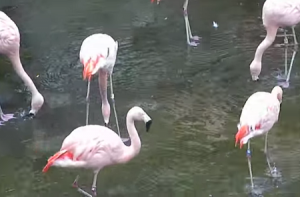 Фламинго в зоопарке Хьюстона в Техасе