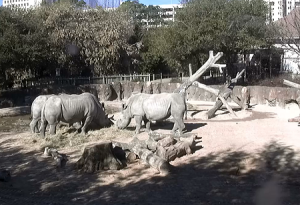 Носороги и зебры в зоопарке Хьюстона в Техасе
