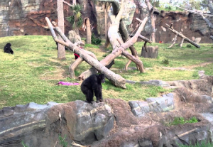 Шимпанзе в зоопарке Хьюстона в Техасе