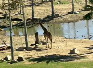Жирафы в зоопарке Сан-Диего в Калифорнии