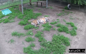 Амурский тигр в Барнаульском зоопарке