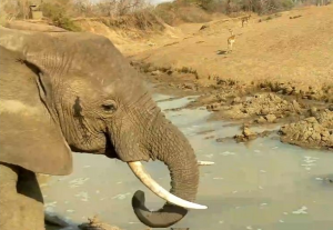 Африканские животные у реки Мвамба в Замбии