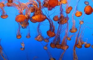 Медузы в Океанариуме Монтерей Бэй в Калифорнии