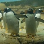 Веб камера Гавайские острова, остров Оаху, Зоопарк Гонолулу, пингвины