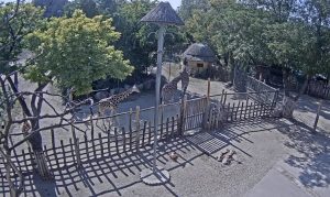 Веб камера Венгрия, Будапештский зоопарк, саванна