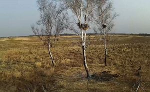 Гнездо аиста на березе в Березовском заказнике