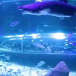 Rio-de-ZHanejro-okeanarium-AquaRio-Okeanicheskij-akvarium