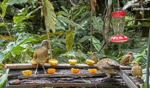 Веб камера Панама, Эль Валье де Антон, кормушка птиц