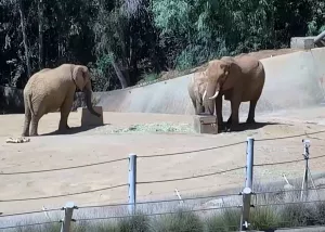 Веб-камера Калифорнии, Зоопарк Сан-Диего, Слоны