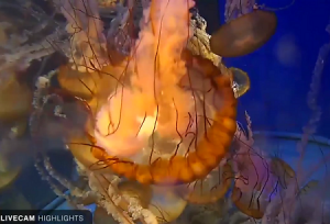 Веб камера Калифорния, Лонг-Бич, Тихоокеанский Аквариум, медузы