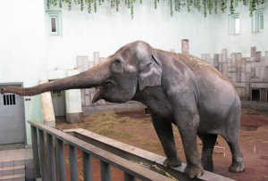 Слониха Даша в Екатеринбургском зоопарке