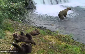 Веб камера Аляска, Национальный парк Катмай, медведи