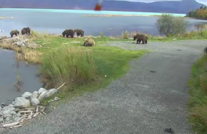 Веб камера Аляска, Национальный парк Катмай, River Watch
