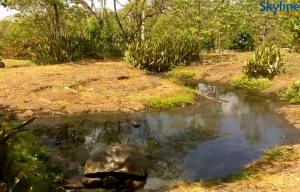 Веб камера Эквадор, Галапагосские острова, остров Санта-Крус, гигантские черепахи