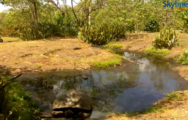 Веб камера показывает гигантских черепах на острове Санта-Крус на Галапагосских островах