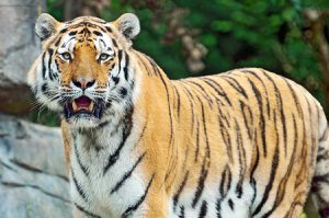 Веб камера Швейцарии, Цюрихский зоопарк, Амурский тигр