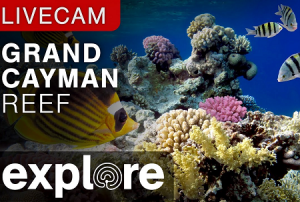 Веб камера Каймановы острова, Коралловый риф