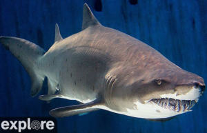 Веб-камера Лонг-Бич, Тихоокеанский аквариум, Акулы