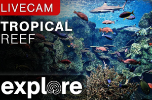 Веб камера Калифорния, Лонг-Бич, Тихоокеанский Аквариум, Тропический Риф