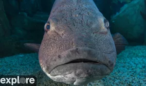 Веб-камера Лонг-Бич, Тихоокеанский аквариум, Голубая пещера