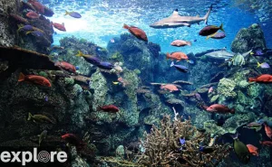 Веб-камера Лонг-Бич, Тихоокеанский Аквариум, Тропический Риф