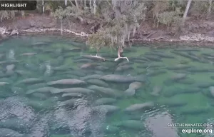Веб-камера Флориды, Государственный парк Блу-Спринг, река Сент-Джонс