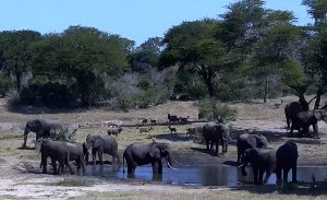 Веб камера ЮАР, Парк слонов «Тембе»