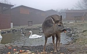 Веб камера Чехия, Нова Вес, станция спасения животных «Маков»