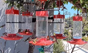 Веб камера Калифорния, Гнездо колибри