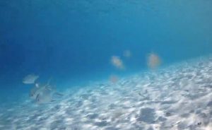 Мальдивы, курортный отель Innahura Maldives, подводная веб камера