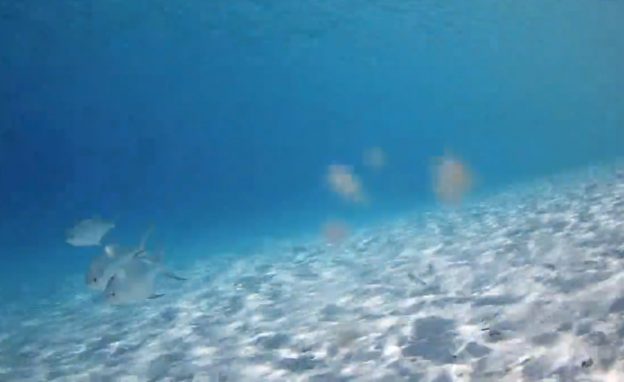 Подводная веб камера курортного отеля Innahura Maldives на Мальдивах