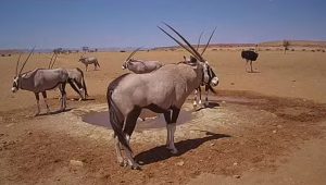 Намибия, Пустыня Намиб