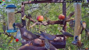 Веб камера ЮАР, Претория, кормушка для птиц