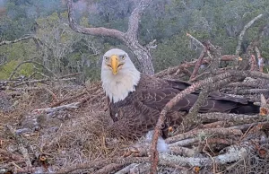 Гнездо белоголовых орланов во Флориде