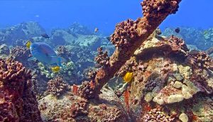 Веб камера остров Гавайи, Каилуа-Кона, Коралловый риф