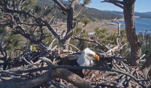 Веб камера Калифорния, Гнездо Белоголового орлана