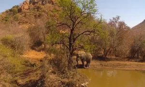 Веб-камера ЮАР, Национальный парк «Пилайнесберг»