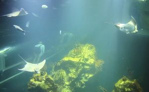 Веб камера Австрия, Вена, аквариум «Дом моря»