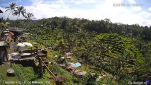 Веб камера Индонезия, Бали, Рисовые террасы Тегаллаланг