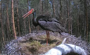 Веб-Камера Гнездо Черный Аистов, Эстония