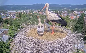 Веб-камера Гнездо Аиста, Кирхцартен, Германия
