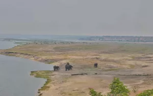 Веб-камера Намибия, Национальный парк Чобе, Сафари-лодж Чобе