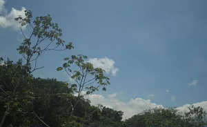 Веб-камера Коста-Рика, Заповедник Karen Mogensen